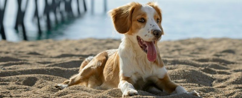 Pet Friendly Vacations Near Me