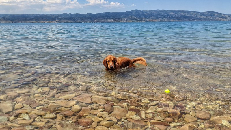 Places To Take Your Dog On Vacation