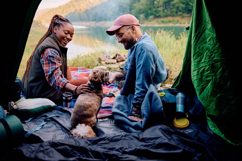 Taking A Dog To Hawaii On Vacation