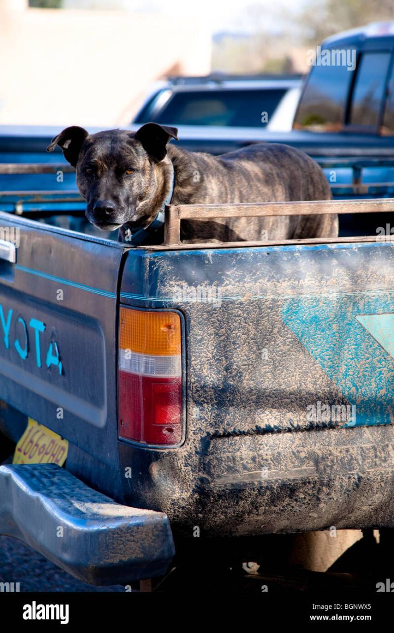 Vacation Dog Tied To Bumper